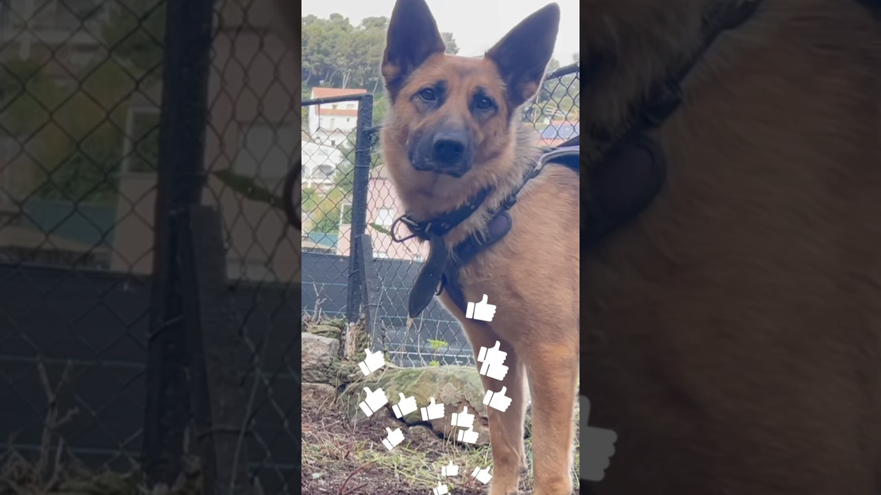 LA ALFOMBRA DE OLFATO 👃 #enriquecimentoambiental #perros #bienestaranimal