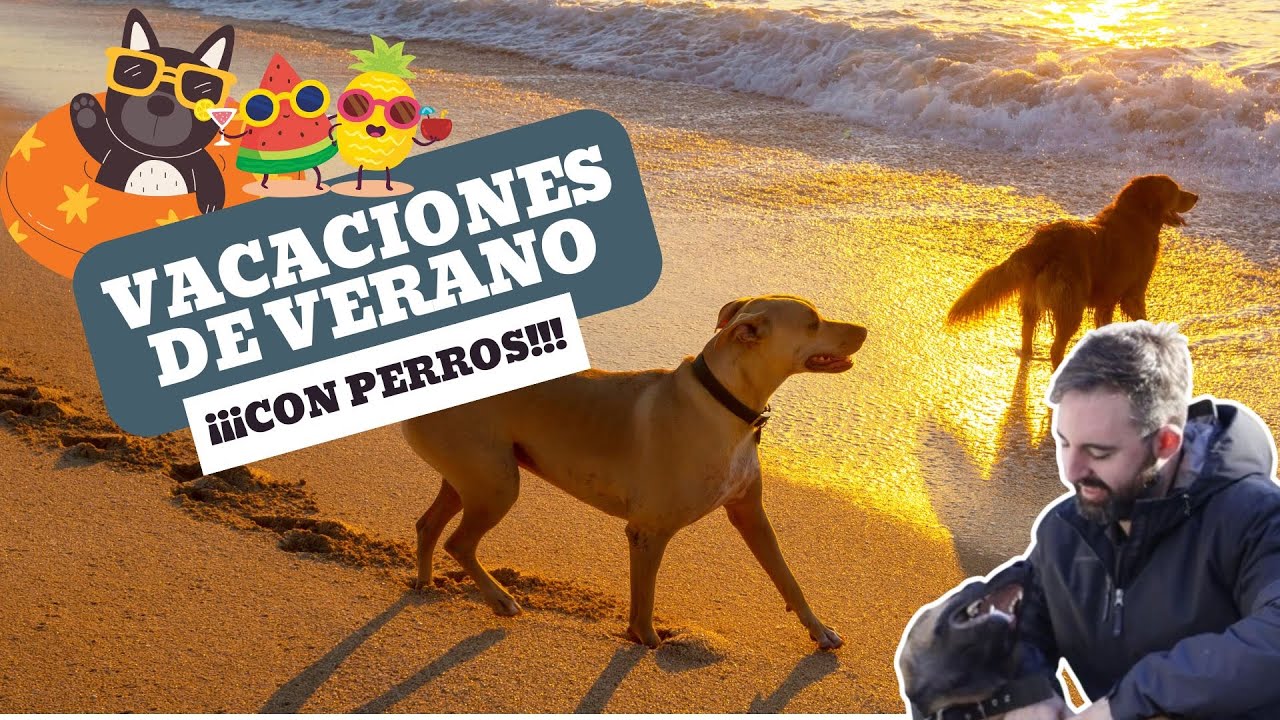 VIAJAR CON PERRO PUEDE SER MARAVILLOSO O UNA PESADILLA. ⛱️🐕