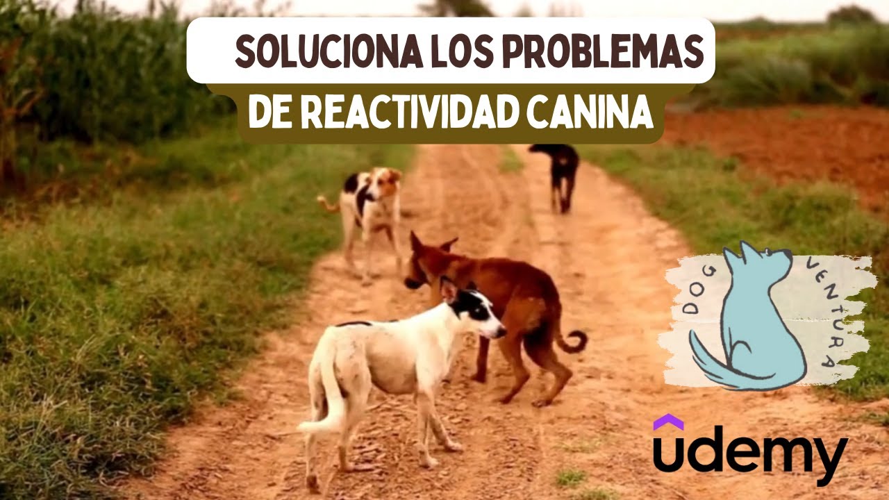 Vídeo PROMO: CURSO DE REACTIVIDAD CANINA O CONDUCTAS REACTIVAS