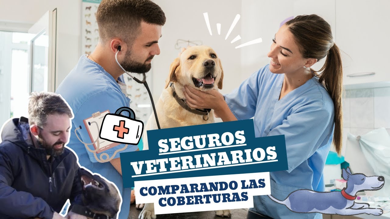 COMPARANDO SEGUROS VETERINARIOS PARA TU PERRO