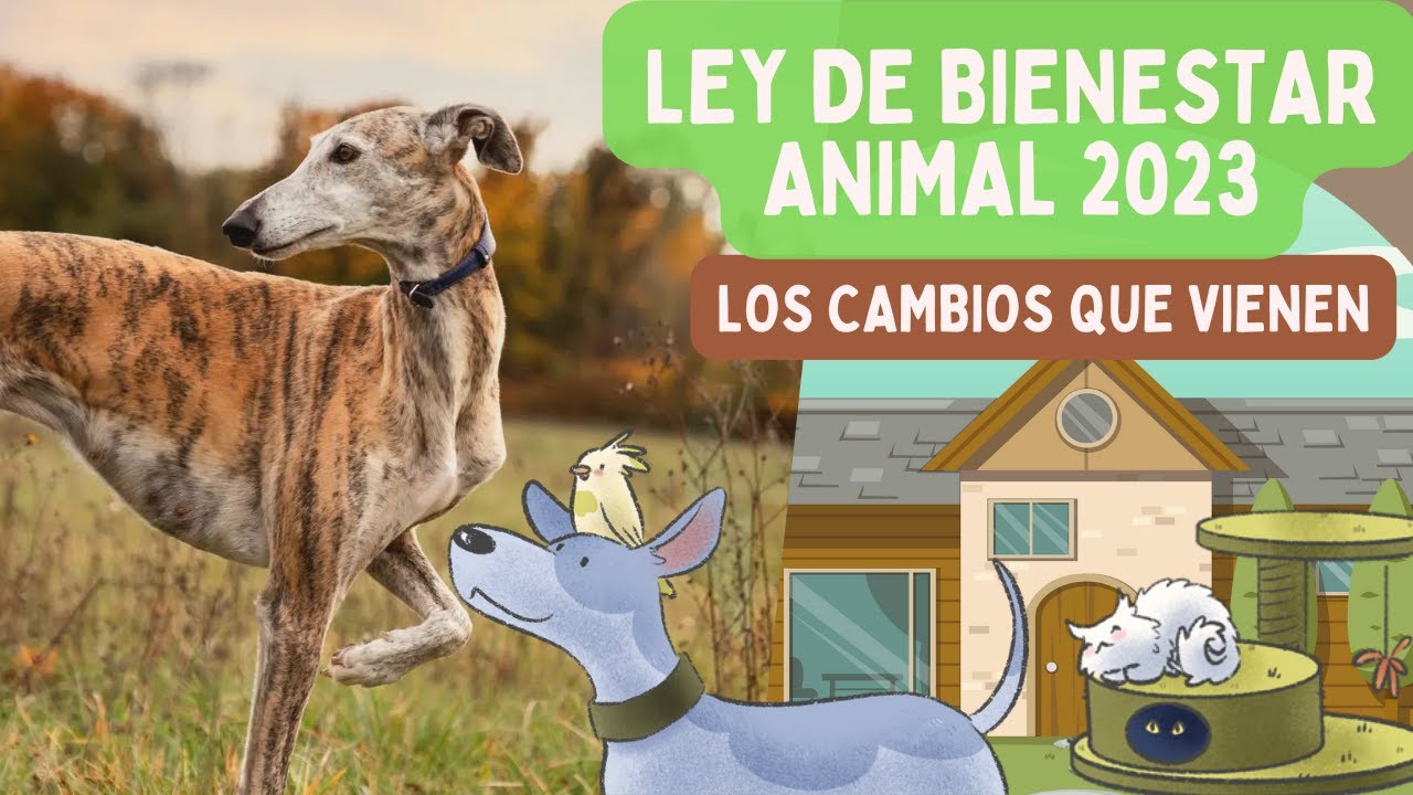 Todos los cambios de la Ley de Bienestar Animal (resumidos) tras su aprobación en el Congreso