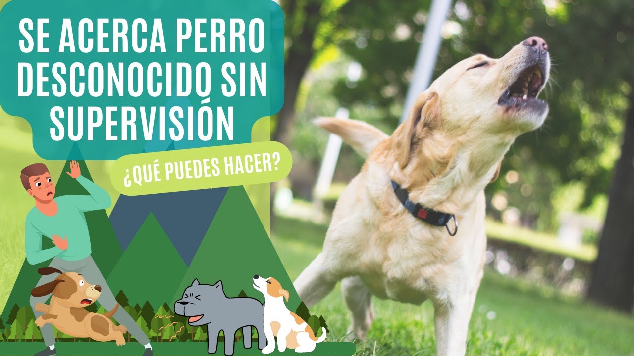 ¿QUÉ HACER cuando se ACERCA un PERRO DESCONOCIDO sin supervisión? (Y tú vas SOLO o CON PERROS)