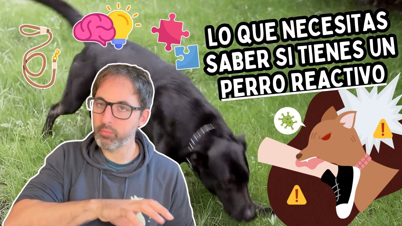 REACTIVIDAD CANINA: AYUDAR a tu PERRO