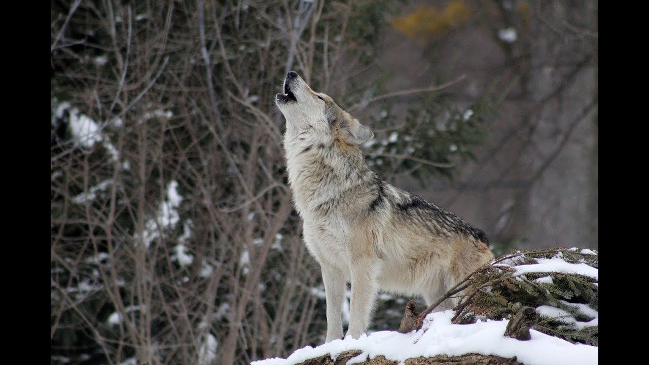 Cómo los lobos cambiaron el curso del río Yellowstone (en Español)