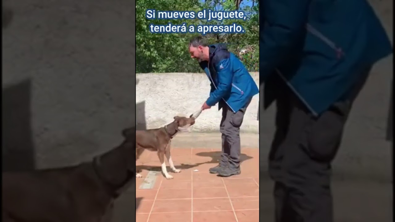 Mejora la forma de jugar con tu perro (con el mordedor) #educacioncanina#perros  #shorts