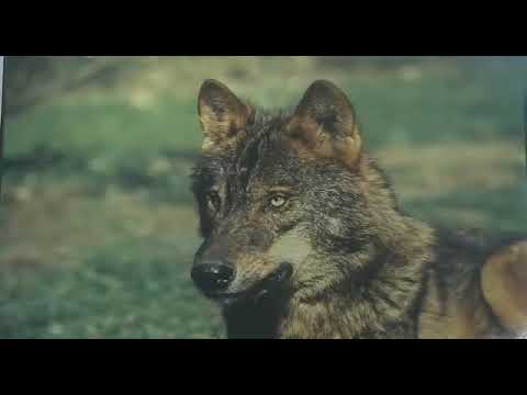 DOCUMENTAL DEL LOBO IBERICO || Convivir con Lobos