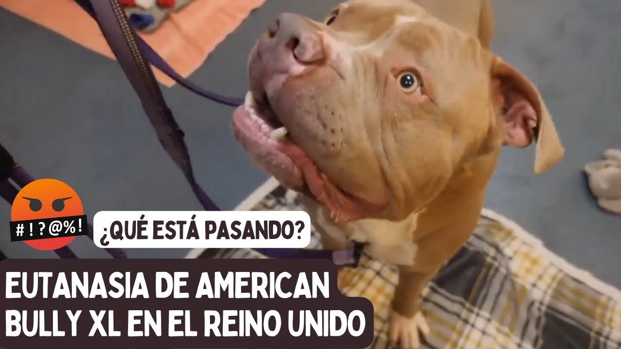 El Reino Unido quiere SACRIFICAR al AMERICAN BULLY XL
