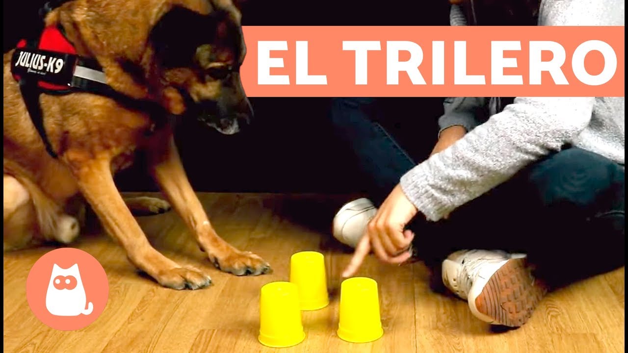 Juegos de olfato para perros - El trilero