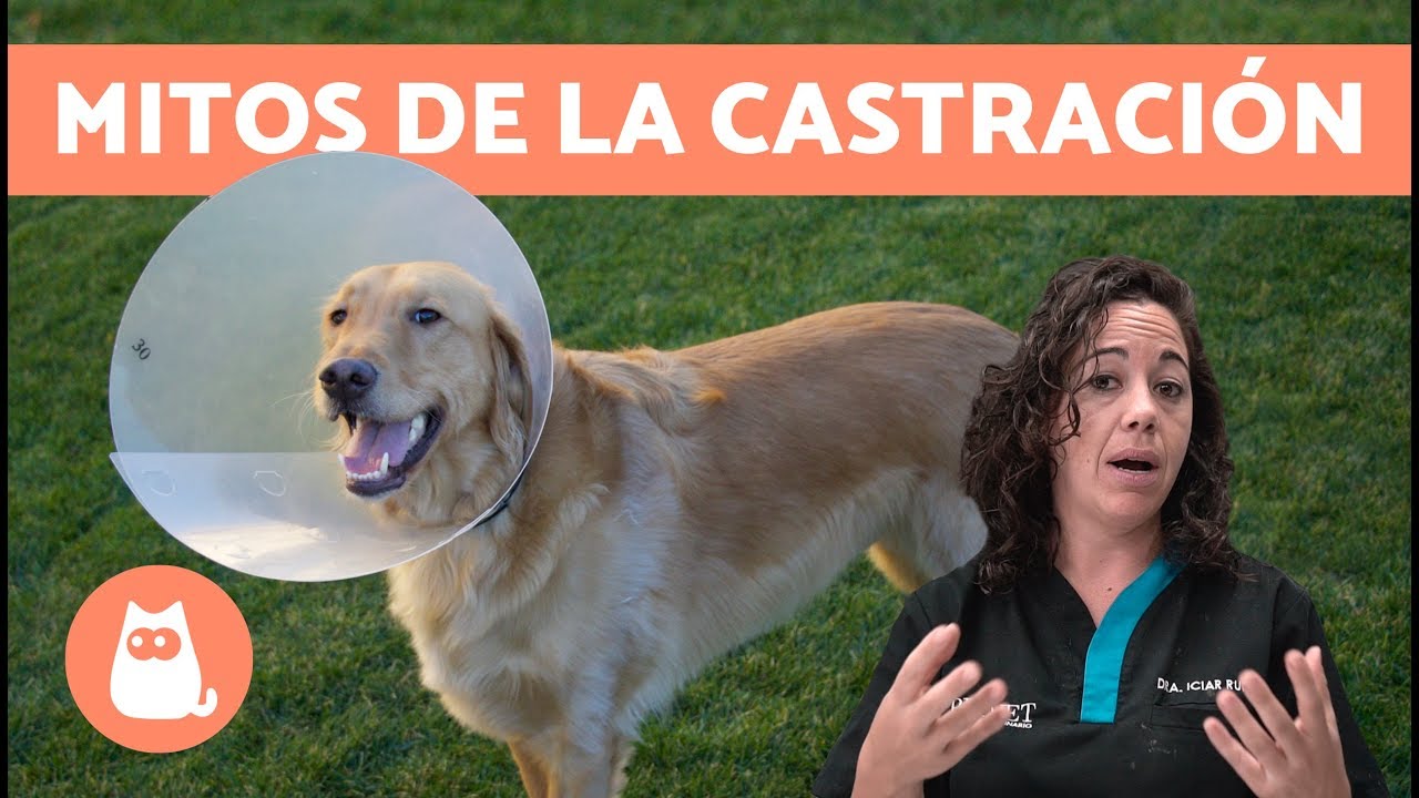 MITOS sobre la CASTRACIÓN EN PERROS ❌ ¡Deja de creértelos!