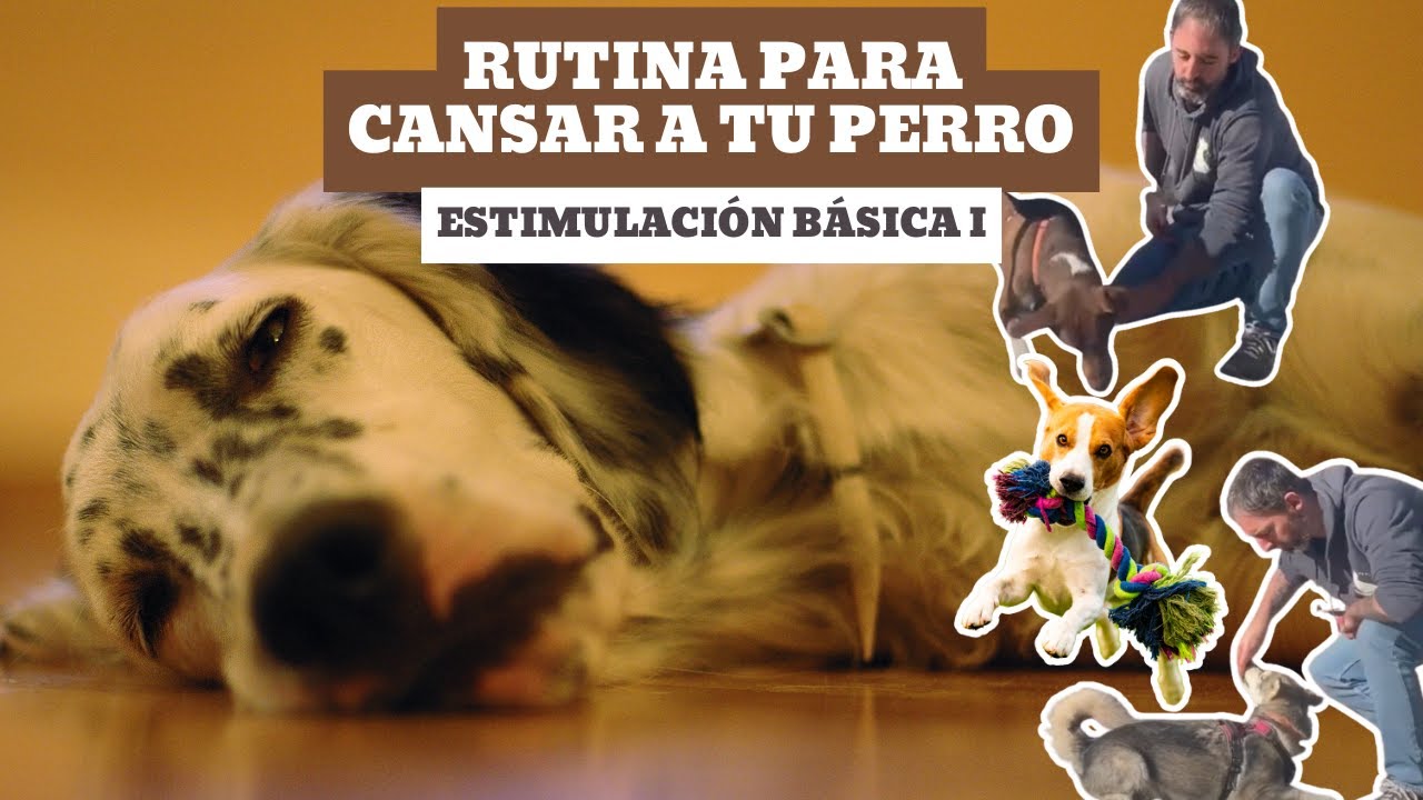 RUTINA PARA CANSAR A TU PERRO (10 EJERCICIOS fáciles, 5 min)