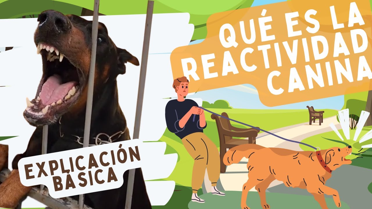 Los 3 TIPOS de REACTIVIDAD en perros