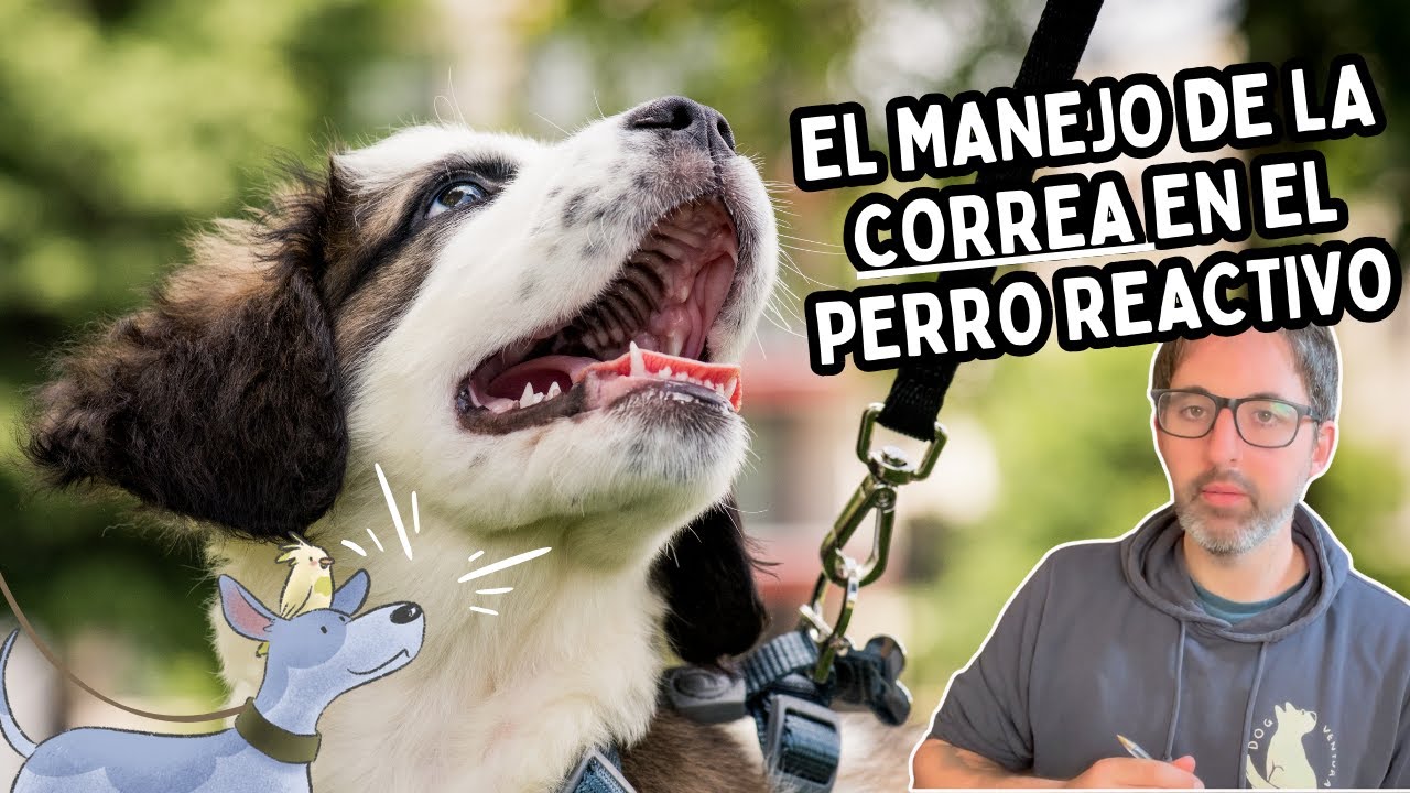 REACTIVIDAD CANINA: Manejo de la CORREA Y GESTIÓN DE LOS PASEOS