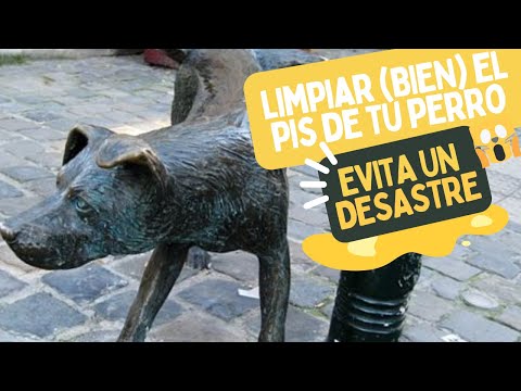 ¿Puedes estar LIMPIANDO MAL el PIS de tu perro? Sí, puedes, y es más importante de lo que crees