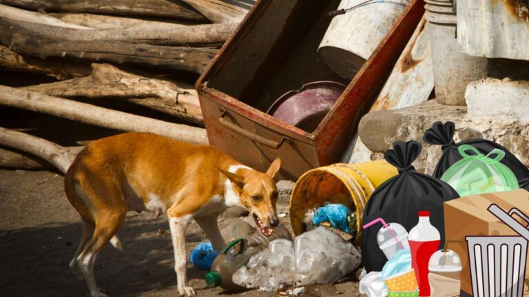 Cómo hacer que tu perro no coma cosas del suelo