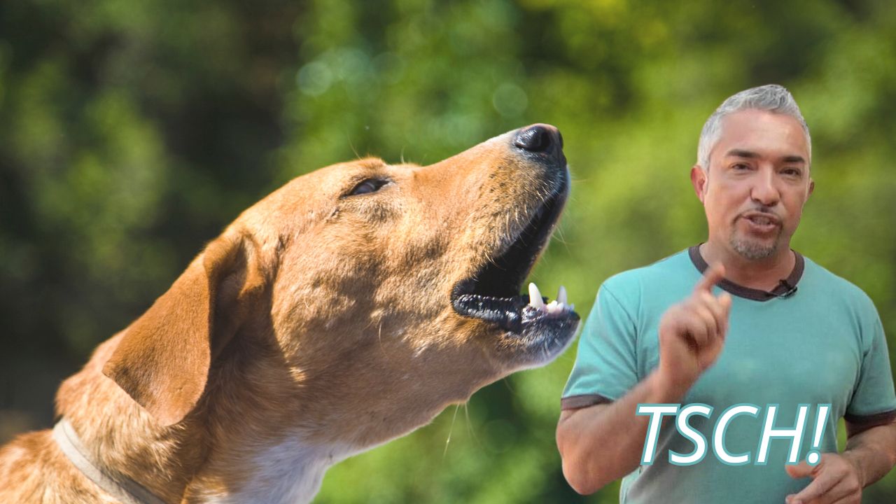 El líder de la manada de mito televisivo a desastre en el mundo canino