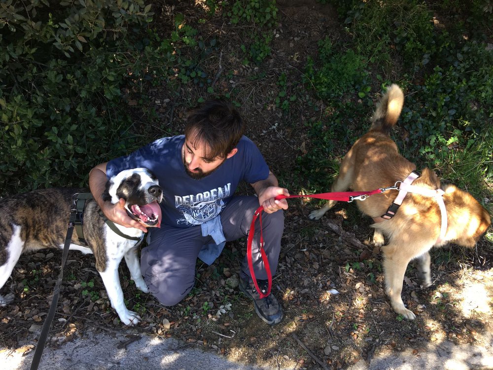 paseo de perros socialización