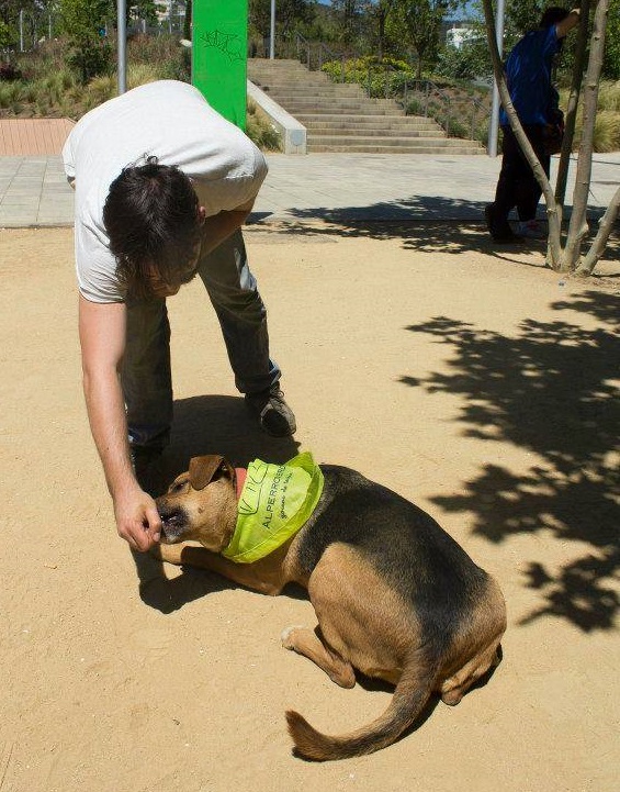 El «ahora no» en los perros se enseña, sobre todo, con el «ahora sí».
