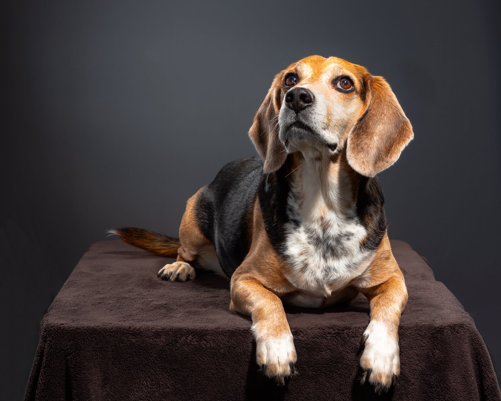 Hacerle fotos a tu perro... Brandon Chaney (beagle)