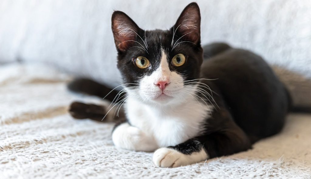 Canguraje solidario de gatos - Barcelona provincia
