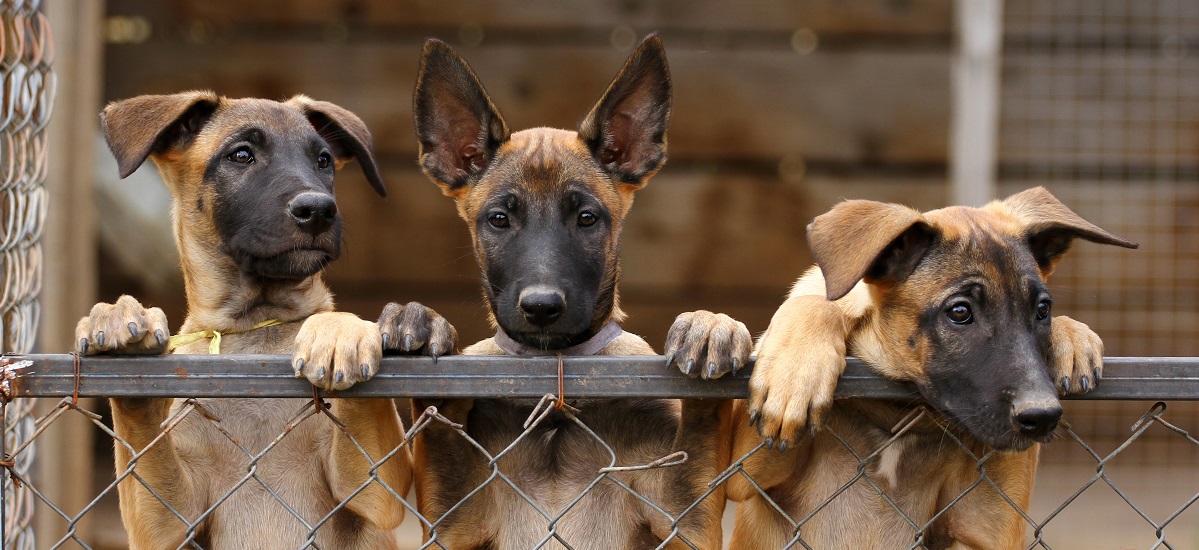 Castración en perros - Camadas indeseadas - Comportamiento y salud
