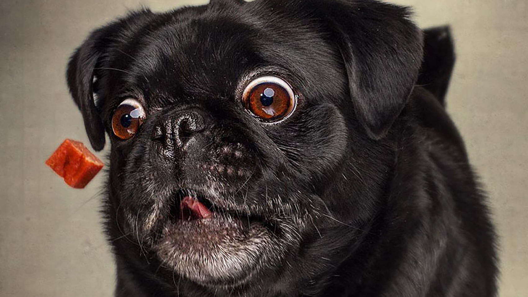 christian-vieler-pug