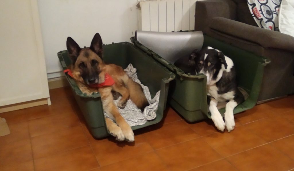 Cómo enseñar a tu perro a dormir en su cama - Dana y Argos (transportín)