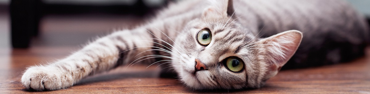 Visita diaria, cuidado de gatos 3