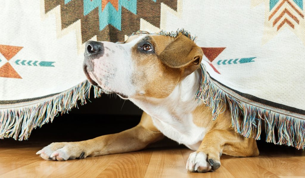 Perro escondido debajo del sofá. Inseguridad. Perros solos en casa.