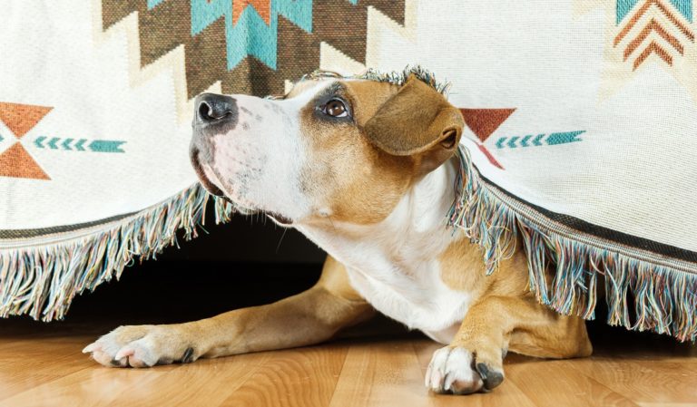 Perro escondido debajo del sofá. Inseguridad. Perros solos en casa.