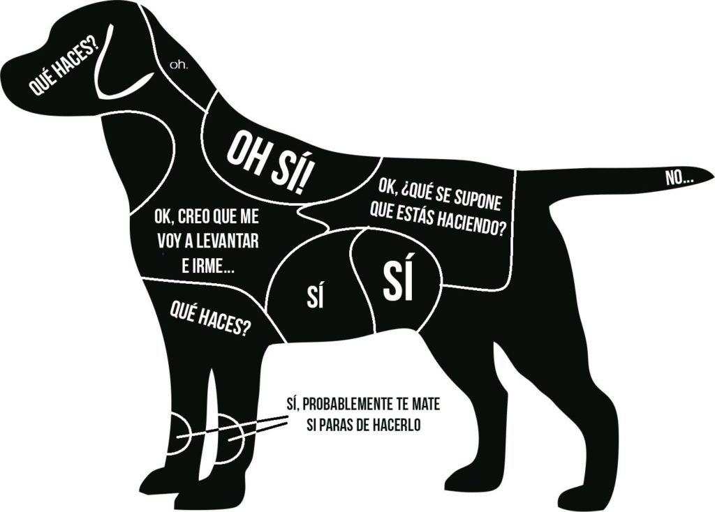 ¿Dónde acariciar a un perro?
