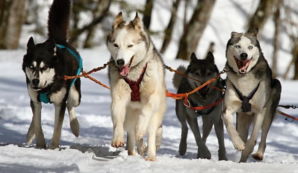 Huskies molones - Acostumbrar a tu perro al transportín (errores, ética, buenas prácticas)