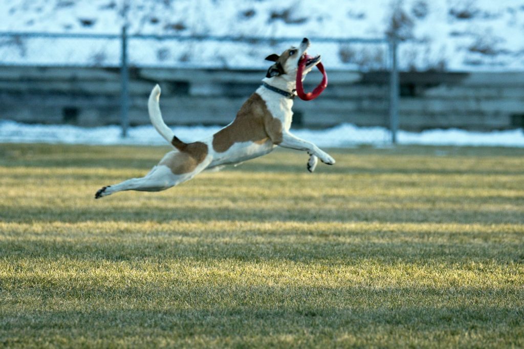 Saciar instintos - Mi perro persigue...