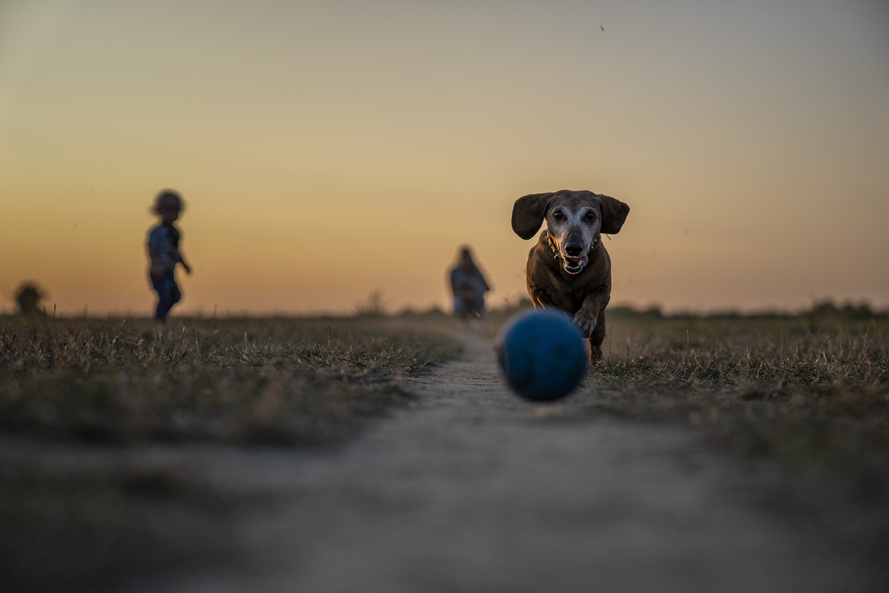 Parque para perros (2)