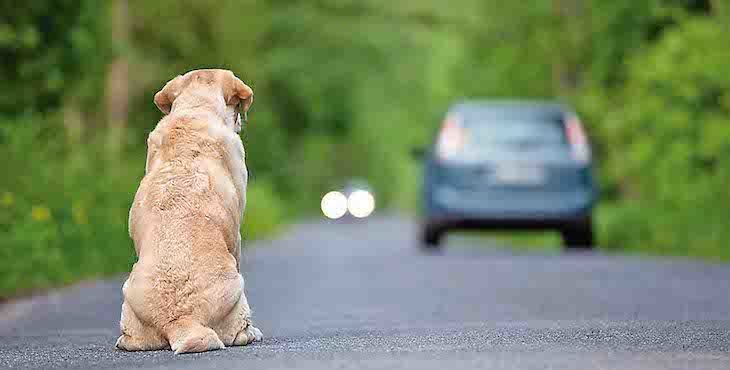 Perro en adopción 1 - Perro abandonado en la carretera