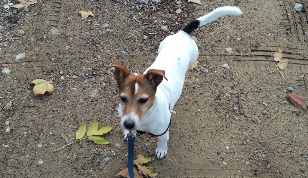 Perro se escapa de casa - Pepe
