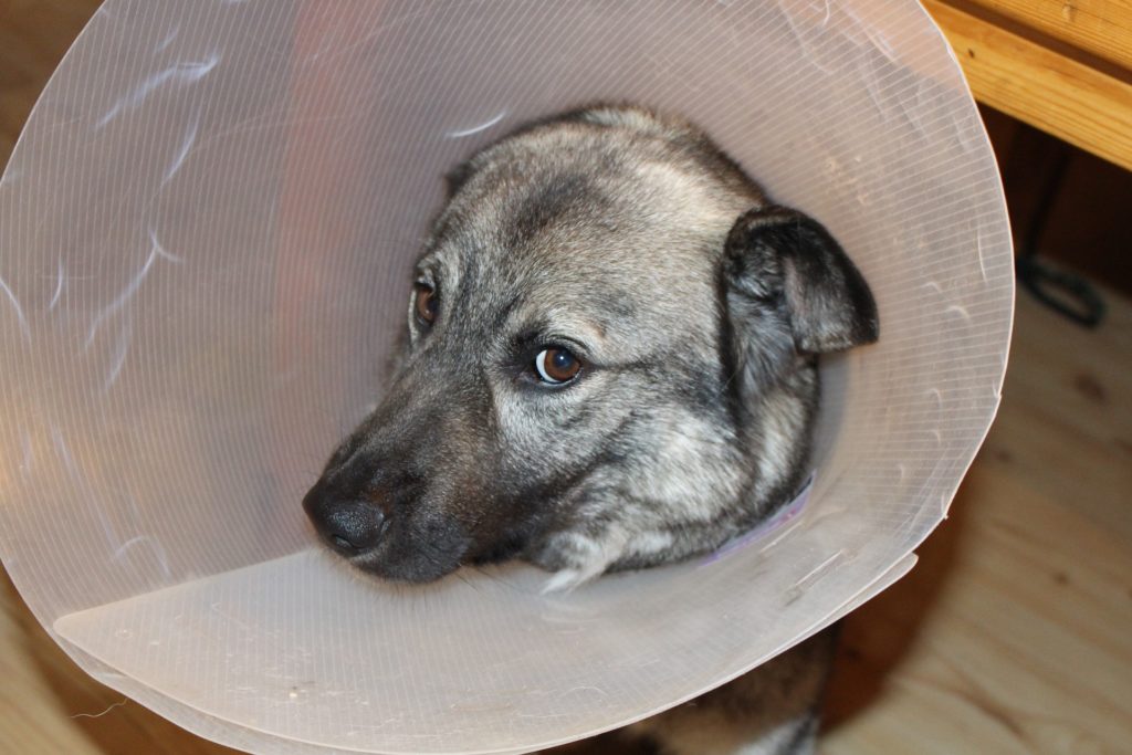 Perro con una campana de protección tras una operación.