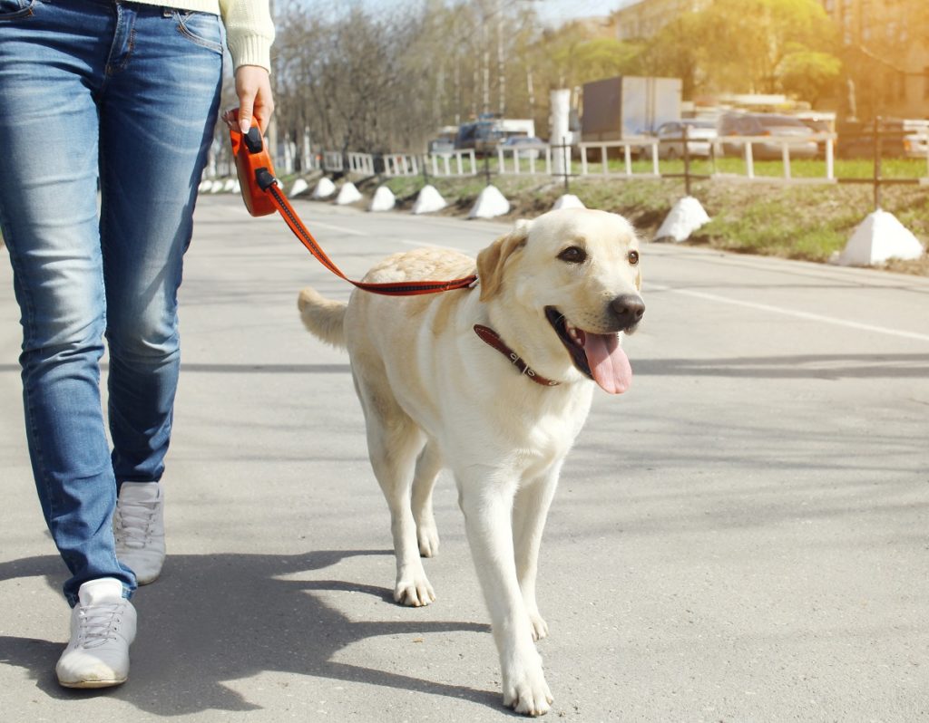 ¿Qué hacer con mi perro si enfermo? Paseo