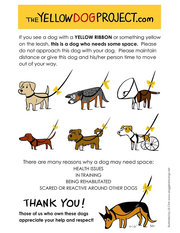 The Yellow Project Dog - explicación