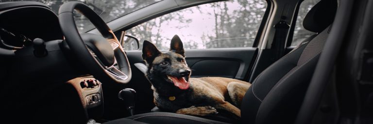 Transporte especializado de animales (NO VTC)