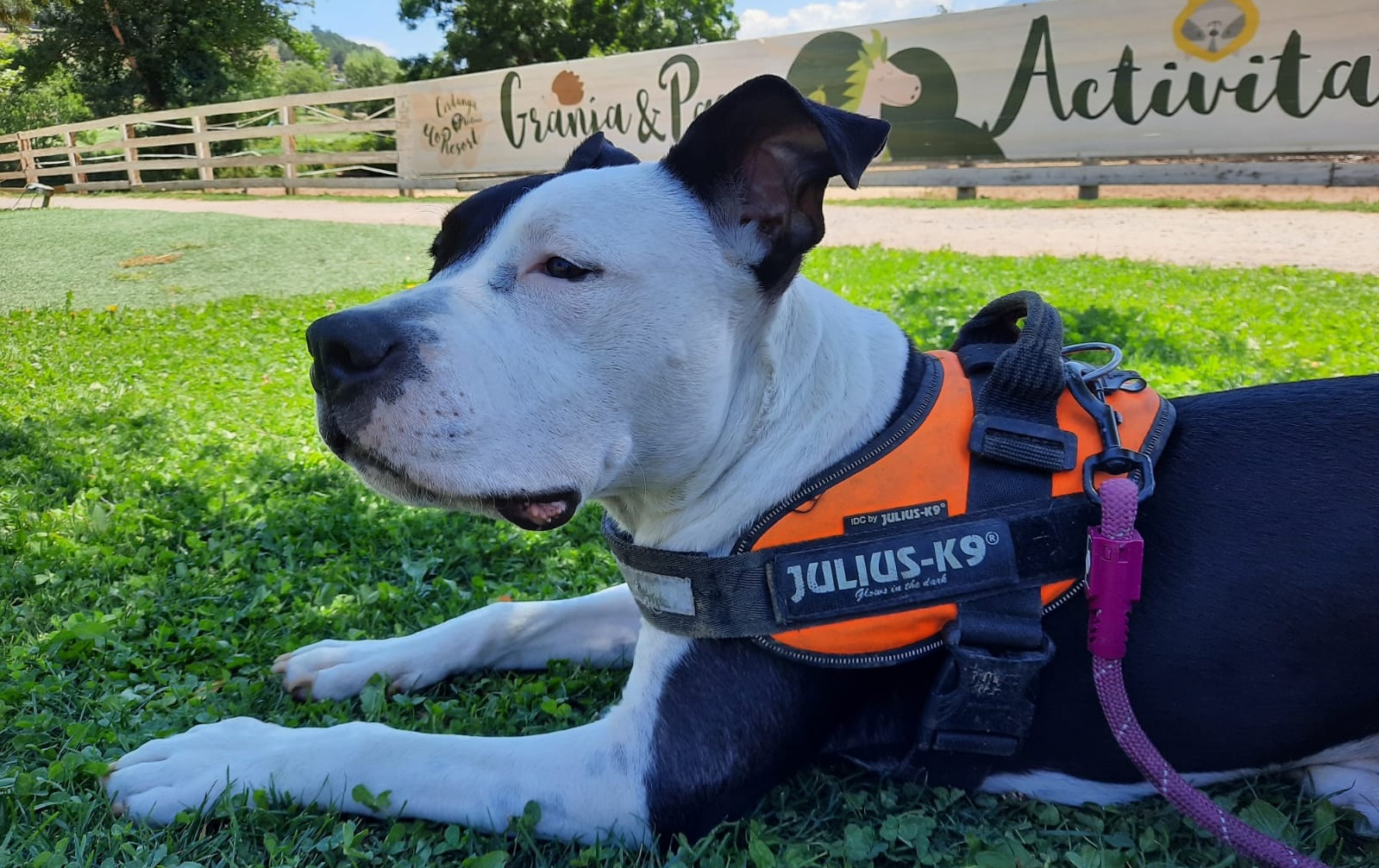 Viajar con tu perro - Wendy descansando