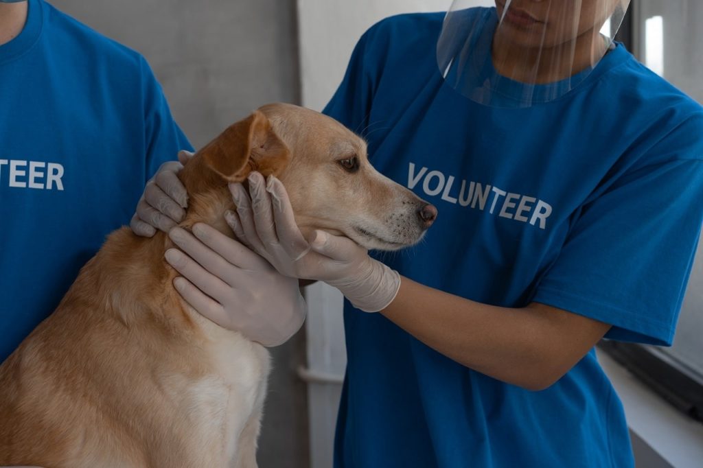 Manipulaciones - Tolerancia - Perro al veterinario