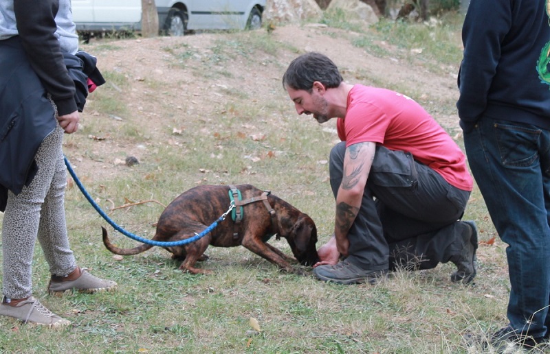 modificacion-conducta-dog-ventura-2