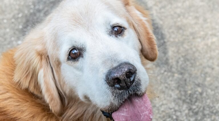 El último adiós de un Golden Retriever enfermo emociona en redes