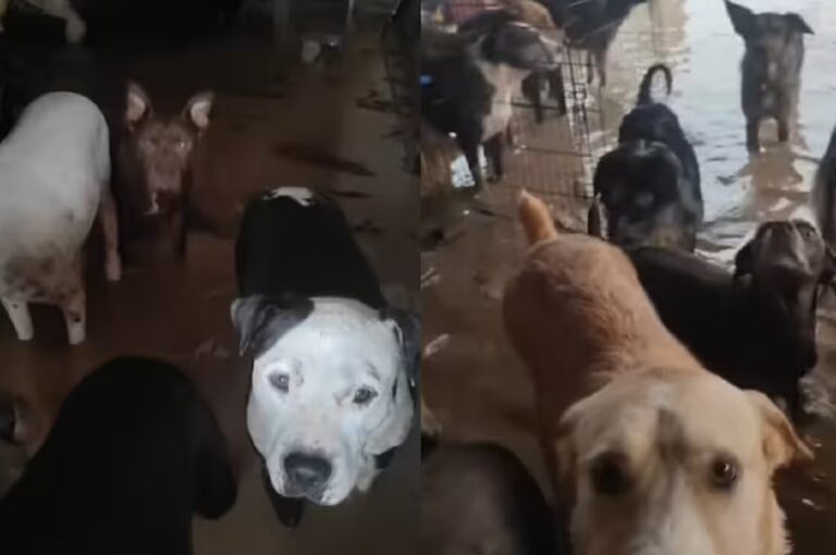 Protocolo de rescate de animales ¡YA! - Foto: Refugio de Maria Valencia