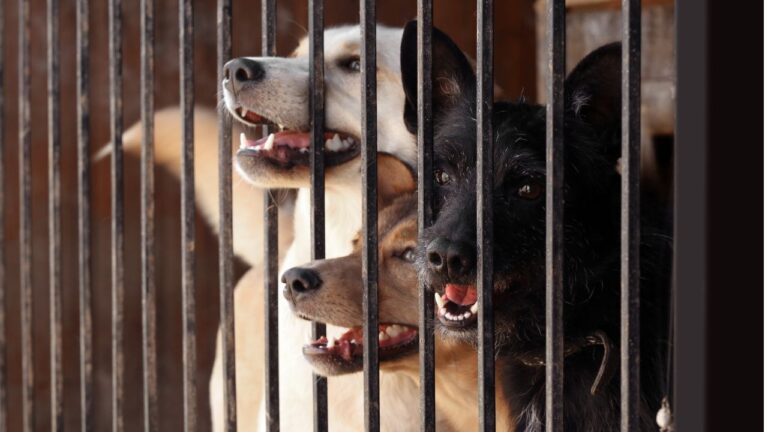 FAADA ha presentado un protocolo de emergencia para protectoras y refugios.