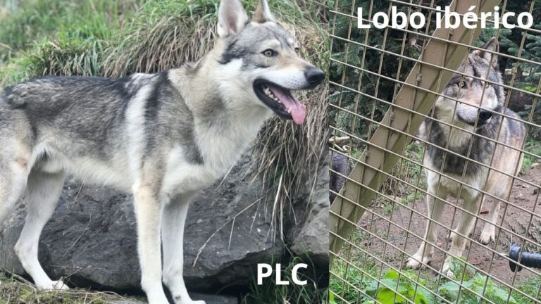 plc vs. lobo iberico