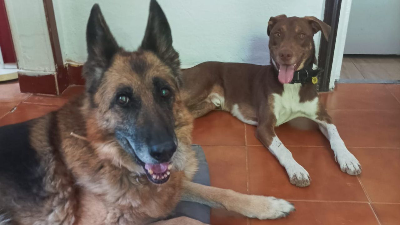 De elegir un buen profesional canino depende el bienestar de tu perro. Mucho cuidado con los magufos y los maltratadores