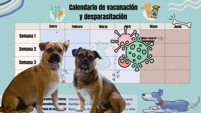 He hecho un calendario de vacunación y desparasitación para perros, porque estaba harto de olvidarme