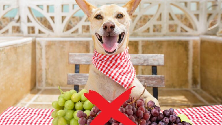 Las uvas son tóxicas para tus perros, pero no se sabe por qué. Esto opinan varios expertos en nutrición