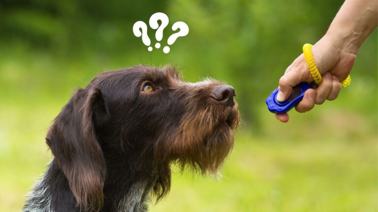 He usado el clicker con mis perros toda la vida, y voy a explicarte por qué no debes centrar en él todo el entrenamiento